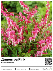Дицентра Pink (Великолепная)