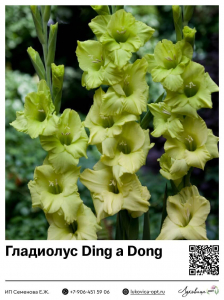 Гладиолус Ding a Dong