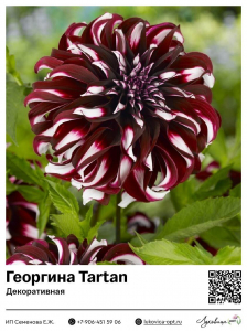 Георгина гигант Tartan (Декоративная)