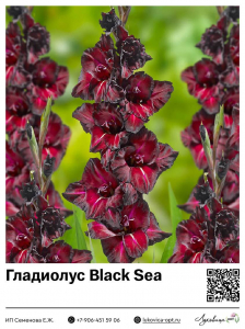 Гладиолус Black Sea