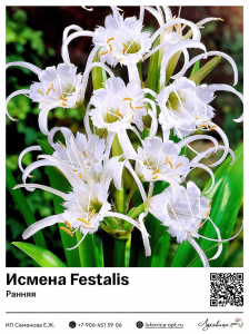 Гименокаллиc [Исмена ранняя] Festalis (Фесталис)