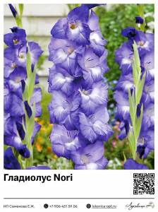 Гладиолус Nori