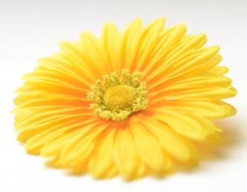 Искусственные цветы, Голова герберы с пушистой тычинкой для ветки, венка