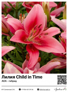 Лилия Child In Time (АОА-гибрид)