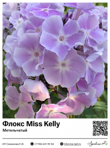 Флокс Miss Kelly (Метельчатый)