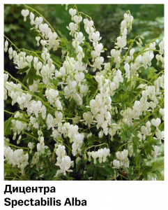 Дицентра Alba (Великолепная)