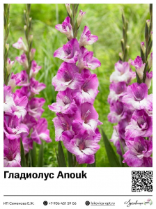 Гладиолус Anouk (Гофрированный)