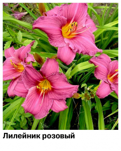 Лилейник Pink