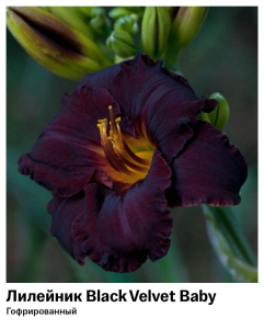 Лилейник Black Velvet Baby (Гофрированный)