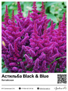 Астильба Black & Blue (Китайская)