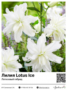 Лилия Lotus Ice (Лотосовый гибрид)