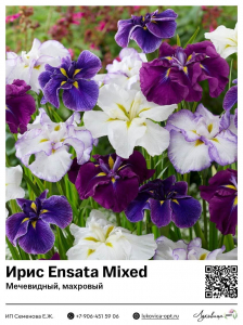 Ирис Ensata Mixed (Мечевидный, махровый)