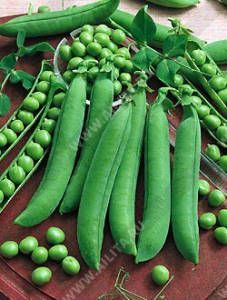 Семена Горох Воронежский зеленый (25г) Ц/П