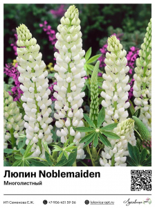 Люпин Noblemaiden (Многолистный)