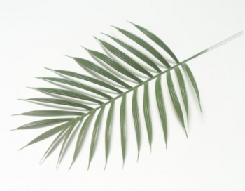Искусственные цветы, Ветка - лист пальмы для венка (1010237) зеленый