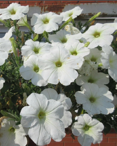 Петуния грандифлора Пуваб F1 10 шт