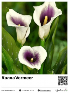 Калла Vermeer