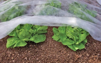 Спанбонд 60мкм БЕЛЫЙ 3.2*6м