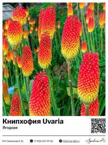 Книпхофия Uvaria (Ягодная)