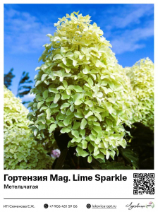 Гортензия метельчатая Magical Lime Sparkle (Мэджикал Лайм Спаркл)