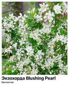 Экзохорда кистистая Blushing Pearl (Блашинг Перл)