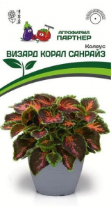 3311P Колеус ВИЗАРД КОРАЛ САНРАЙЗ / шлемниковидный 10шт