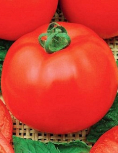 Томат Новый Принц (УД) 20 шт цв.п