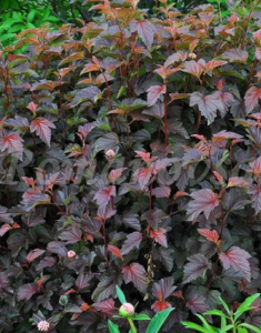 Пузыреплодник калинолистный Шух 1 шт Р9