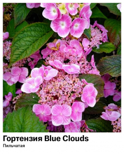 Гортензия пильчатая Blue Clouds (Блю Клауд)