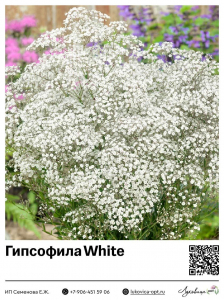 Гипсофила [Качим] White (Метельчатая)