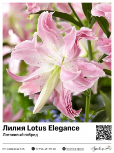 Лилия Lotus Elegance (Лотосовый гибрид)
