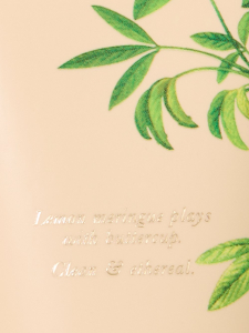 Body Fragrance Afternoon Light Body Lotion