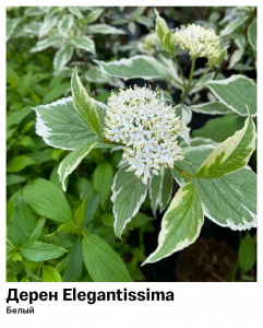 Дерен белый Elegantissima (Элегантиссима)