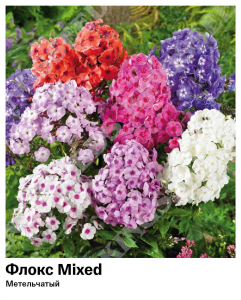 Флокс Mixed (Метельчатый)