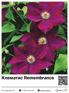 Клематис Remembrance