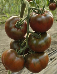 Томат Африканец (Селекция 