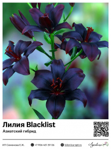 Лилия Blacklist (Азиатский гибрид)