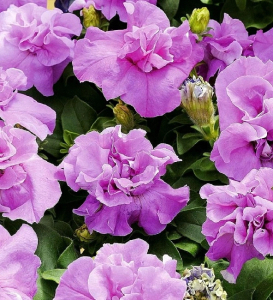 Петуния Дуо лавандовая 10 шт