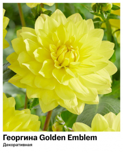 Георгина Golden Emblem (Декоративная)