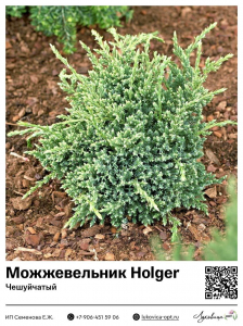 Можжевельник чешуйчатый Holger (Холгер)
