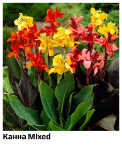 Канна Mixed