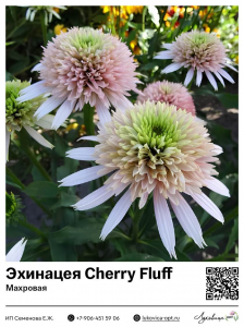 Эхинацея Cherry Fluff (Махровая)