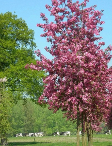 Яблоня декоративная Рудольф 1 шт С2