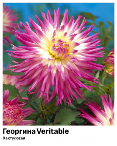 Георгина Veritable (Кактусовая)