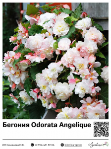 Бегония Odorata Angelique