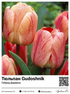 Тюльпан Gudoshnik (Гибрид Дарвина)