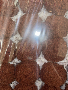 ШОКОЛАТТА 2 кг ( шоколадная капризная королева)