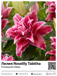 Лилия Roselily Tabitha (Розовидный гибрид)