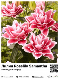 Лилия Roselily Samantha (Розовидный гибрид)