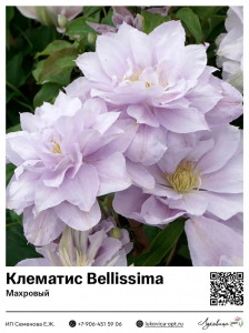Клематис Bellissima (Махровый)